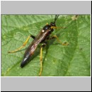 Ichneumon inquinatus - Schlupfwespe m074d 18mm-fdet02b-Joel Valemberg.jpg